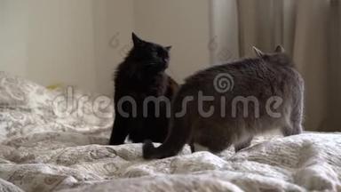 两只家猫-塔比和黑人在室内的床上打架。 动物打架或在里面玩。 一只猫用爪子打另一只